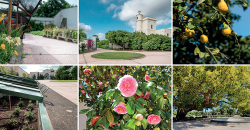 Camminata nella biodiversità al Giardino Torre