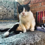 gatti di pompei