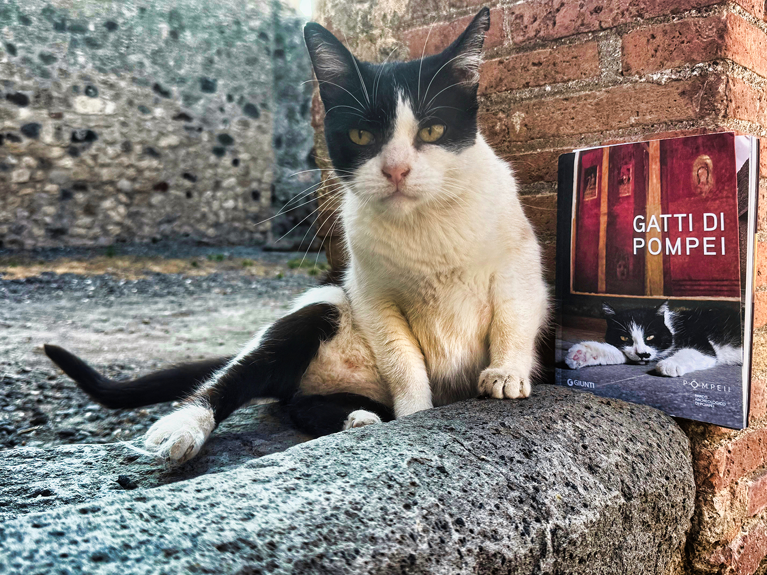gatti di pompei